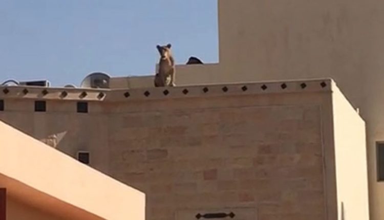 فيديو.. أسد يعتلي سطح مبنى بجوار مدرسة في الرياض!