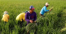 شاحنة أرز تسحق 19 مزارعًا في الفلبين