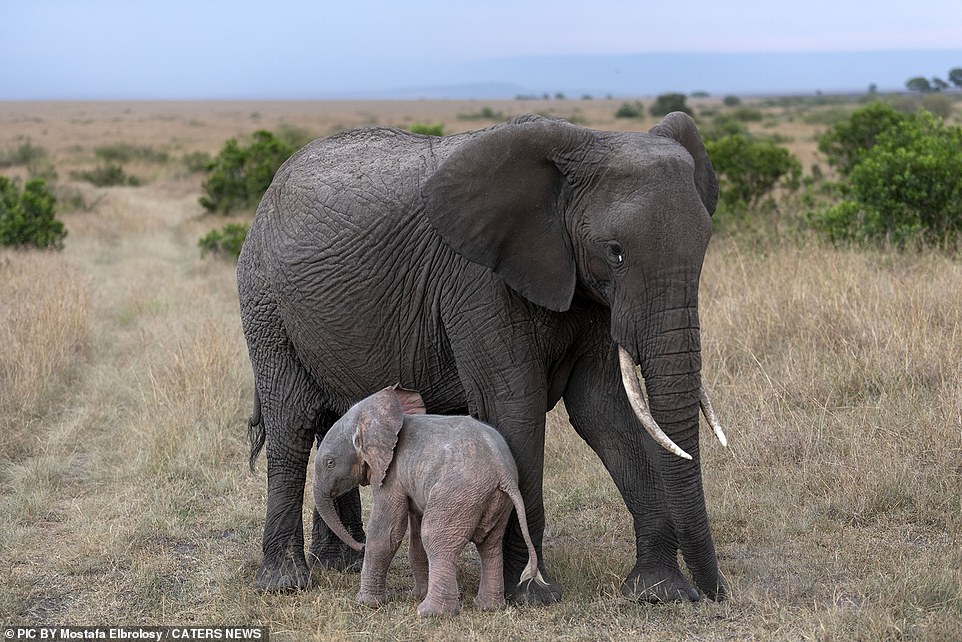 ولادة فيل وردي نادر في كينيا!