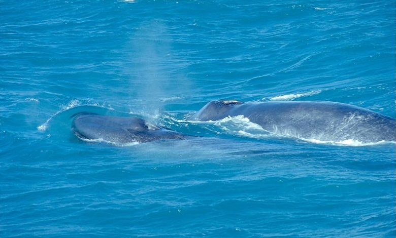 فيديو.. حقيقة ظاهرة صوت الحوت الأزرق المرعب