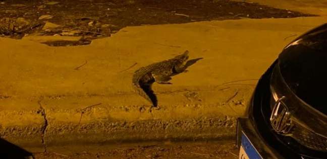 تمساح يتجول في أكتوبر المصرية!