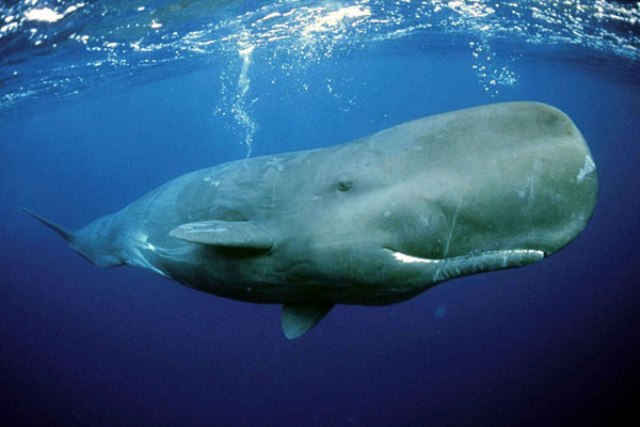 ظهور الحوت الجاسوس مجددًا في السويد