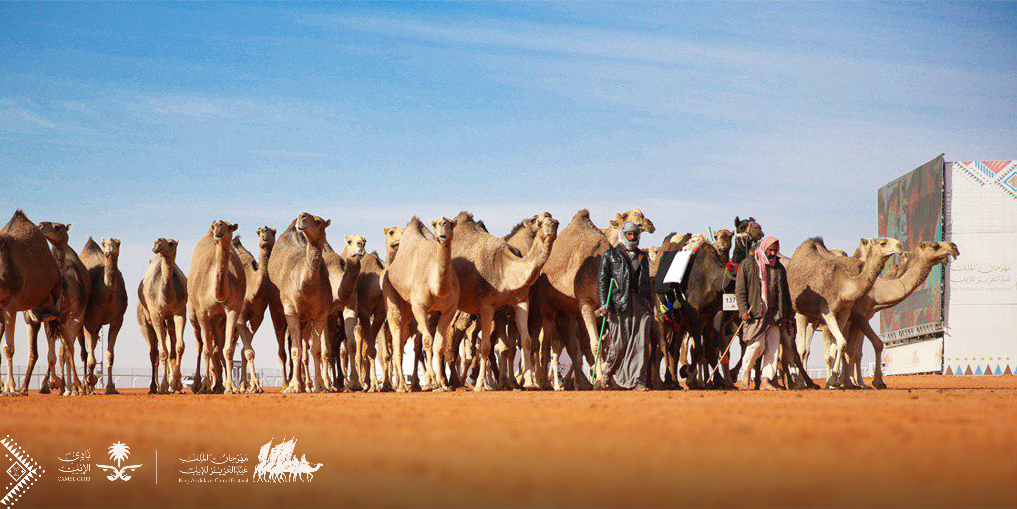 القحطاني : مهرجان الملك عبدالعزيز حول الإبل لرافد اقتصادي حقيقي
