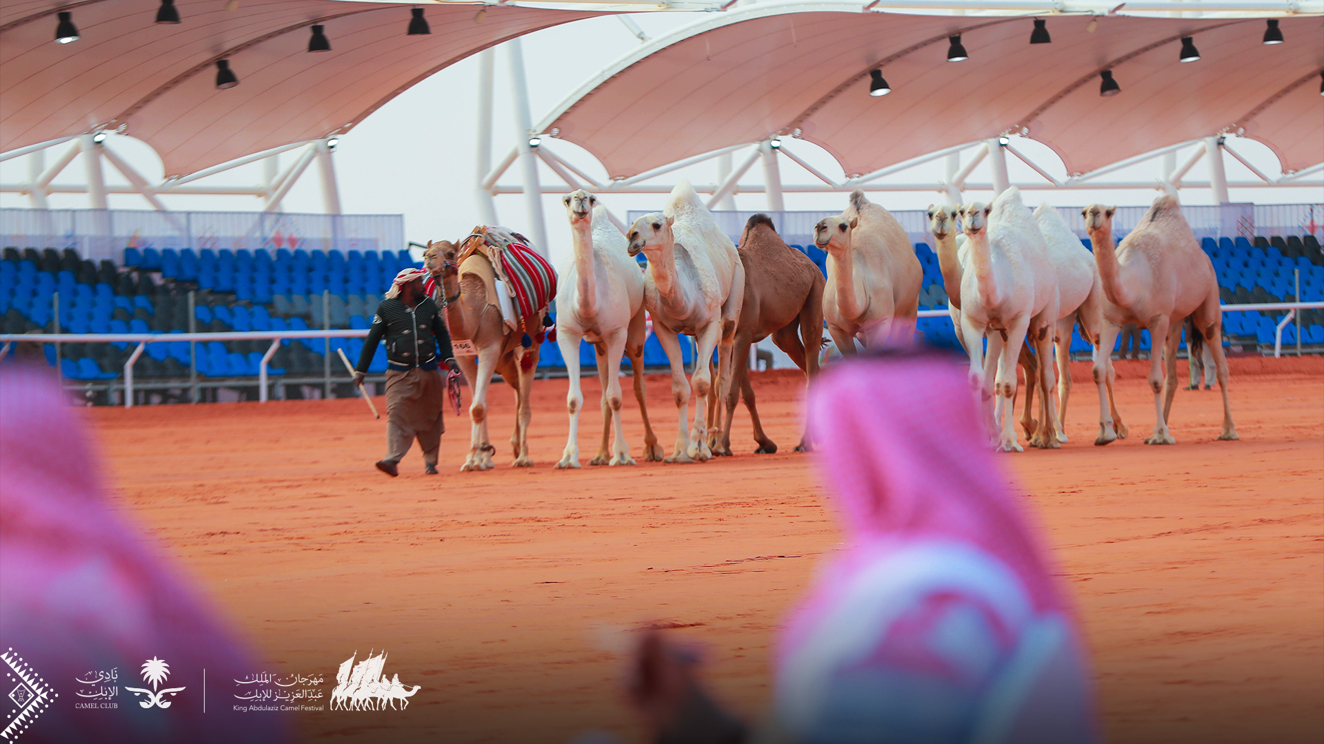 مهرجان الإبل ينقل الرمحية إلى العالمية