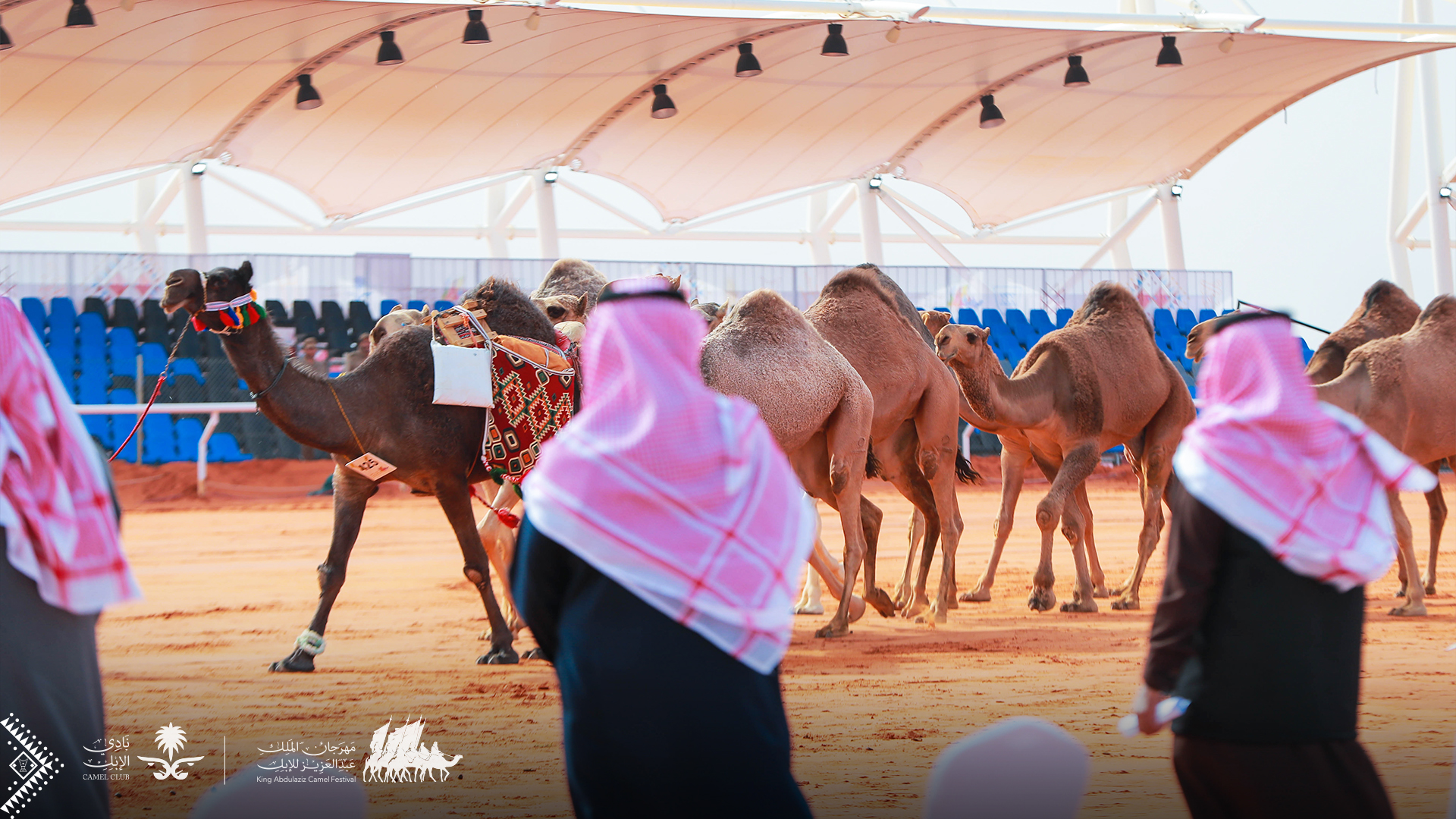 رماح تسخر إمكاناتها لاستقبال زوار مهرجان الملك عبدالعزيز للإبل