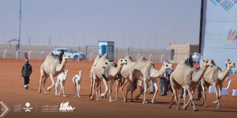 مهرجان الملك عبدالعزيز للإبل