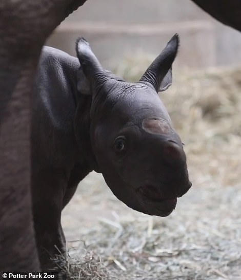 صور.. ولادة وحيد قرن أسود مهدد بالانقراض
