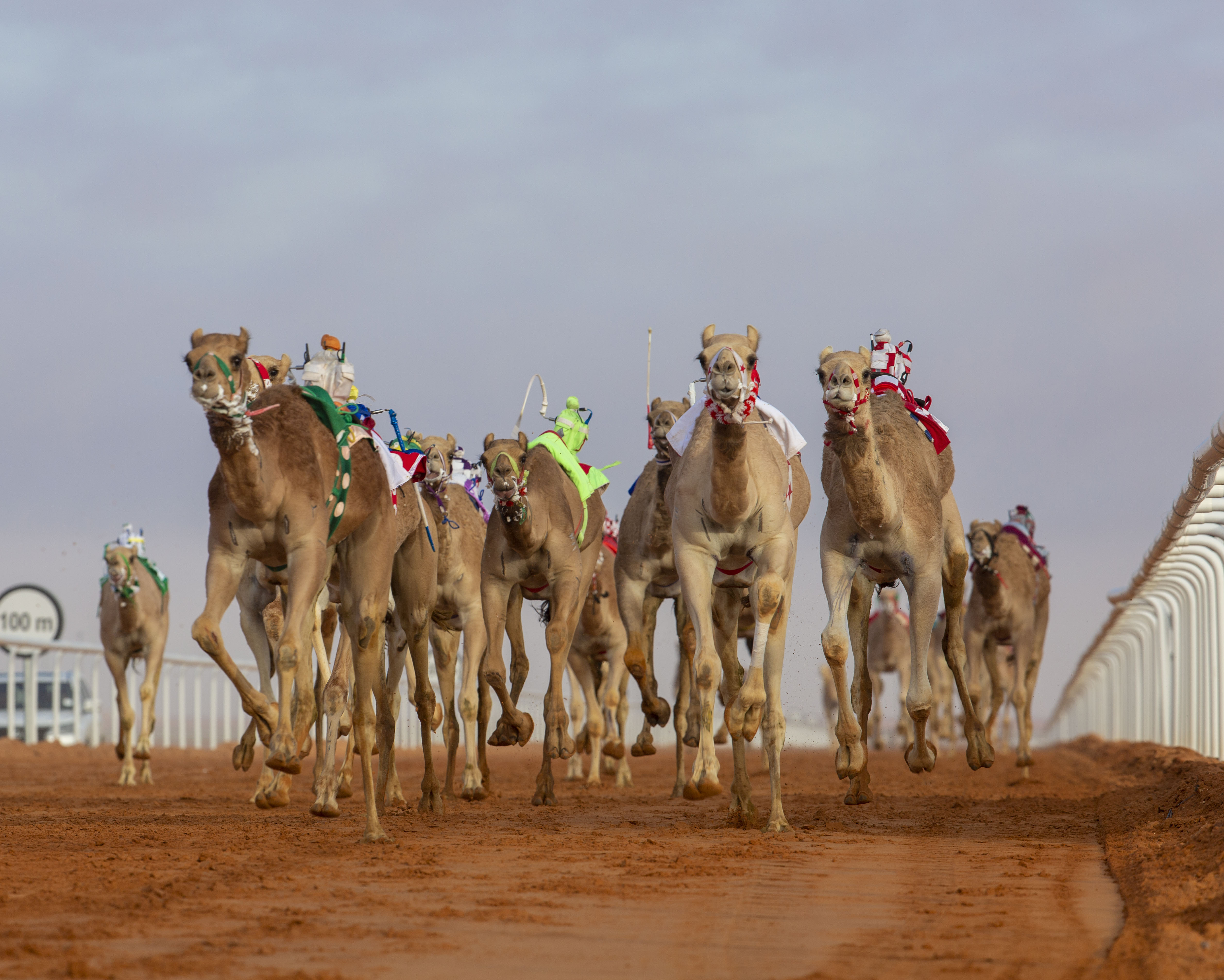 4 يخطفون الأضواء في أشواط جائزة الملك عبدالعزيز للهجن