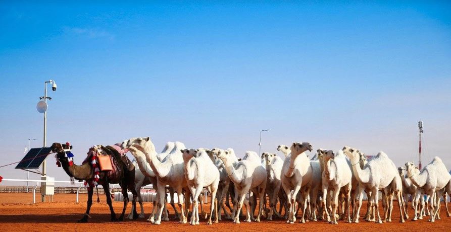 البعيجان يخطف شلفا ولي العهد لون الوضح