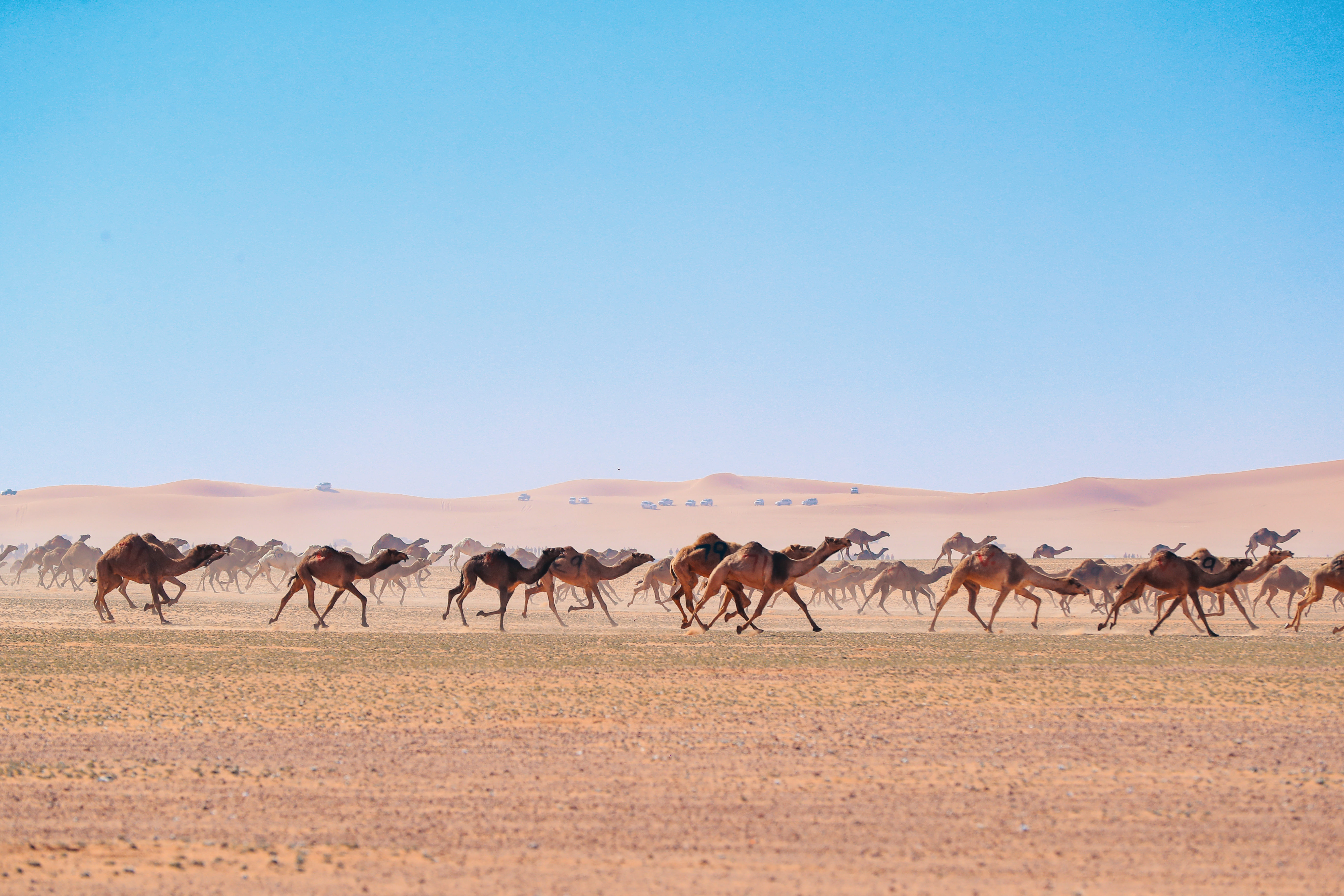 المطيري يحصد المركز الأول في مسابقة الهجيج