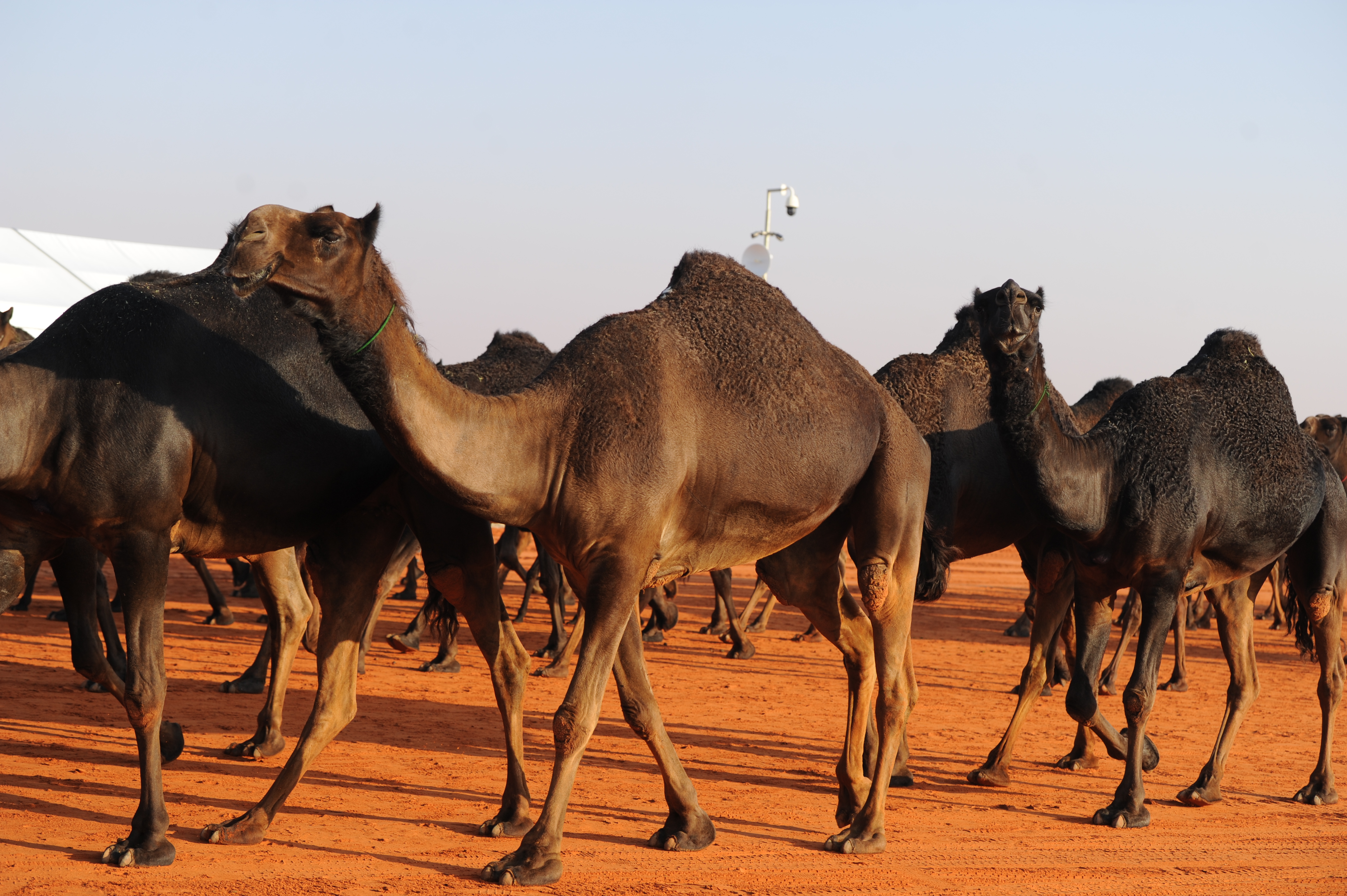 معاقبة مشارك في مهرجان الإبل بسبب سحب جائر في الشفاه