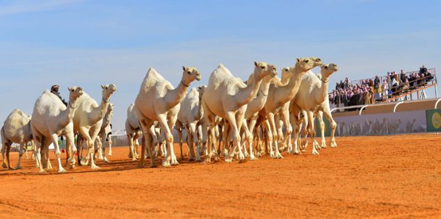 اللجنة المنظمة لمهرجان الملك عبدالعزيز للإبل تعقد مؤتمرها الأول غدًا