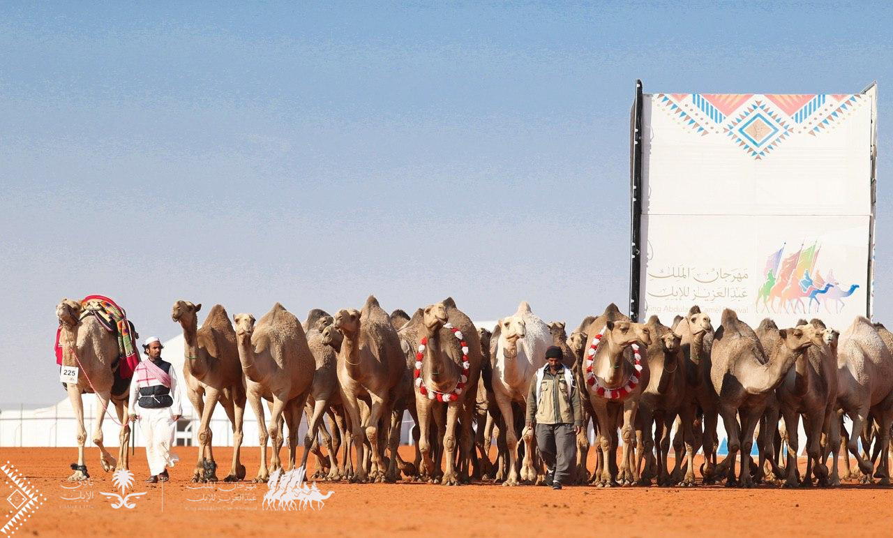 مهرجان الملك عبدالعزيز يعيد التمياط للإبل