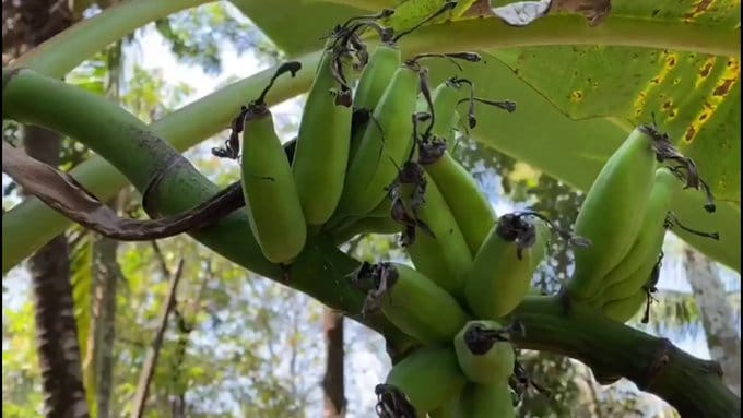 بالفيديو.. طريقة غريبة لتناول الموز في الهند