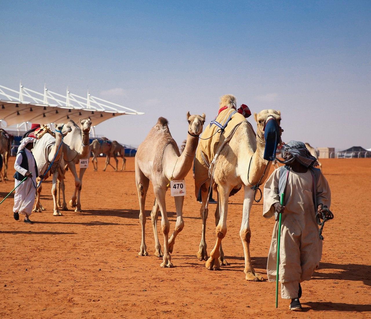 المملكة تنقل الإبل للعالمية بشهادة دولية 