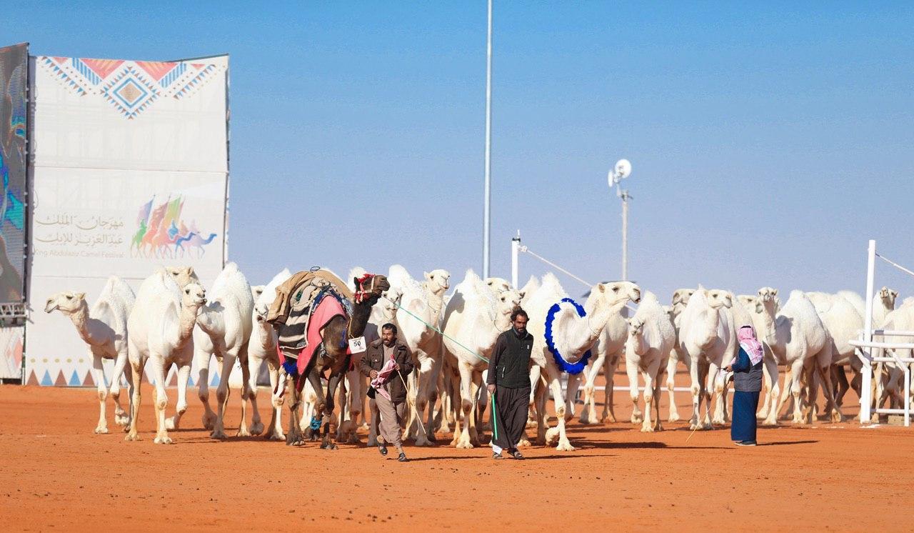 الحقباني يفوز بـ سيف الملك لون الوضح‎ بمهرجان الإبل