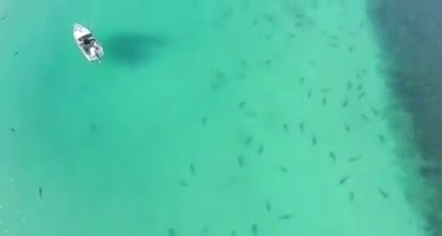 فيديو.. مئات أسماك القرش تثير رعب رواد شاطئ بنيوزيلاندا