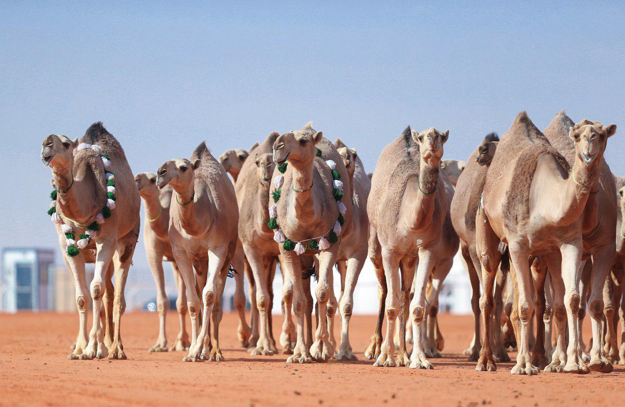 ملاك الإبل: منع العبث يرفع دخل المواطن‎