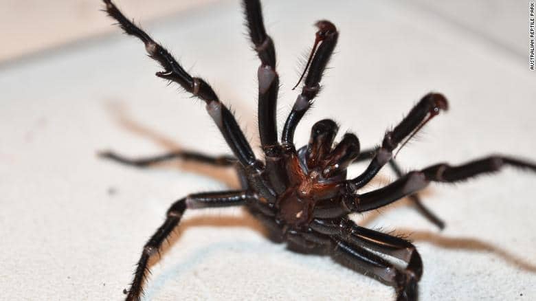 بعد الحرائق والفيضانات.. خطر العناكب المميتة يهدد أستراليا