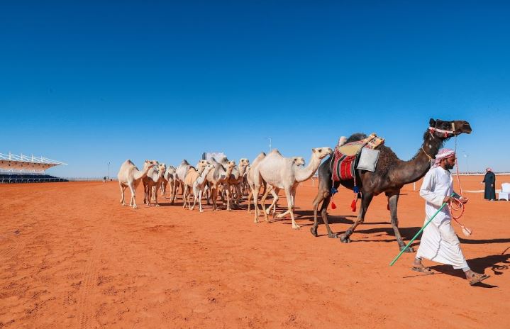 حب الناقة توارثته الأجيال السعودية