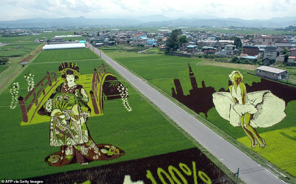 صور.. فن الرسم ثلاثي الأبعاد في حقول الأرز اليابانية