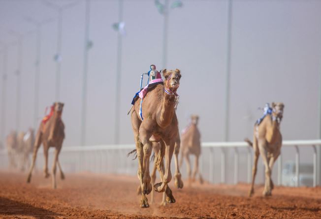 نتائج الفترة المسائية لليوم الأول من مهرجان ولي العهد لـ الهجن