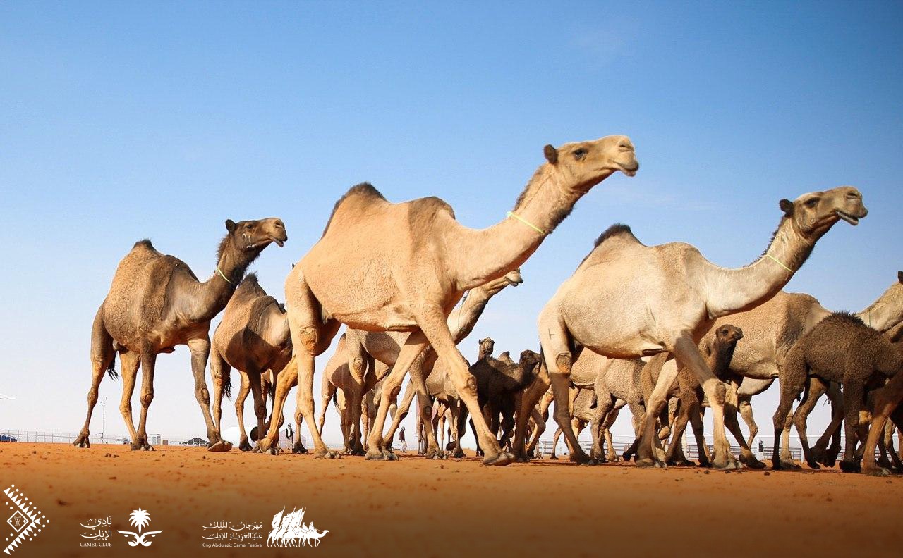 الكويتي الجبري يخطف سيف الملك لون الصفر‎ بمهرجان الإبل