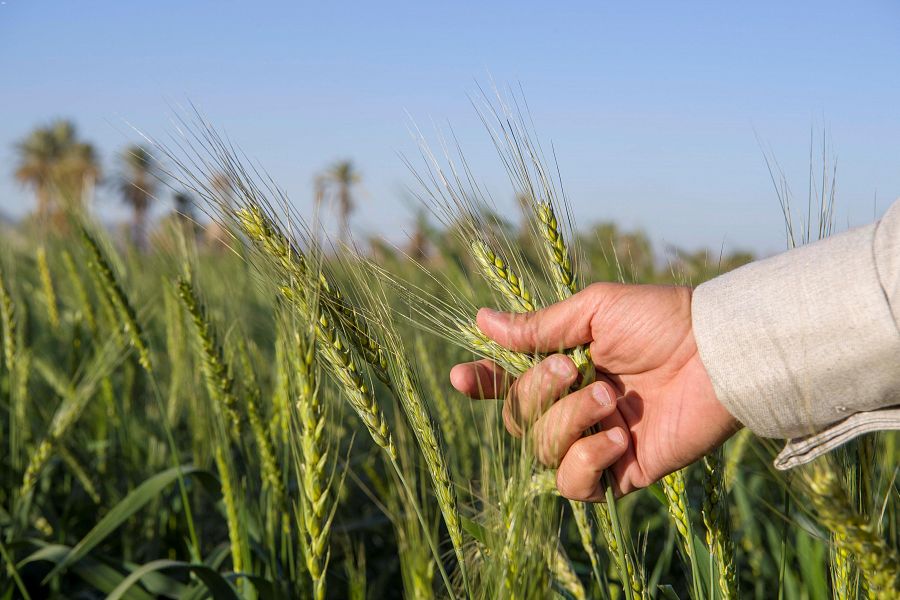 مزارع القمح بنجران تأذن بموسم وفير - المواطن
