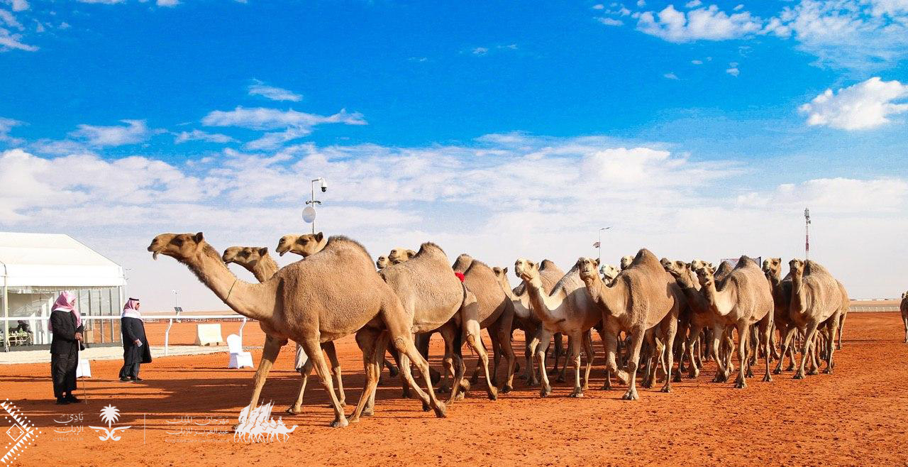 أسماء الفائزين بفئة سيف الملك في مهرجان الإبل