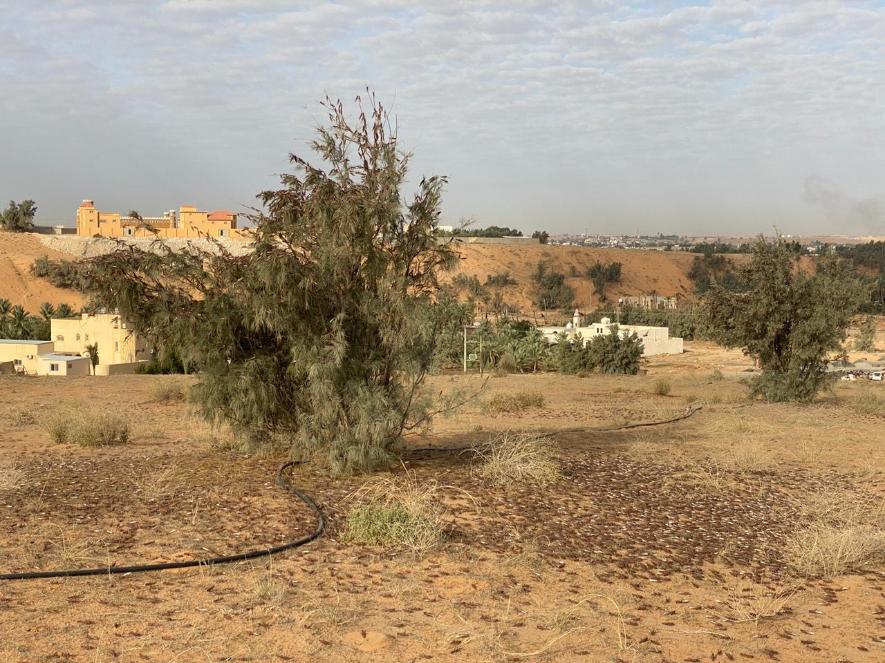 البيئة تكافح أسراب الجراد الصحراوي في 7 مناطق