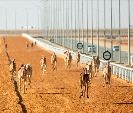 مواطن وابنه يتنافسان في سباقات الهجن