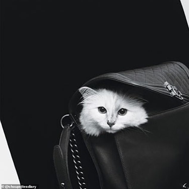 أغنى قطة في العالم في جلسة تصوير جديدة!
