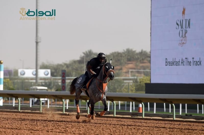 نادي الفروسية يستعرض الخيول