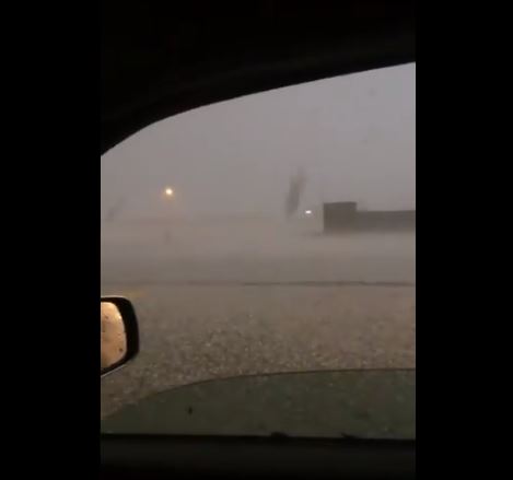 فيديو.. تساقط المطر الشديد يقتل الجراد