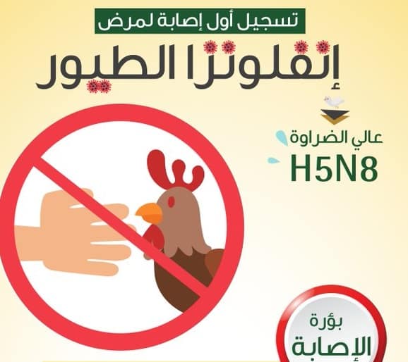 تسجيل إصابة بإنفلونزا الطيور في الرياض.. لا يشكل خطراً على الصحة