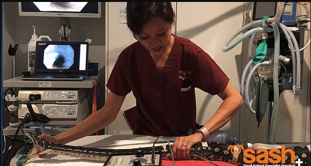 فيديو وصور.. عملية جراحية لإنقاذ حياة ثعبان بطول 3 أمتار
