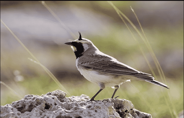 صور.. العثور على طائر عمره 46 ألف سنة
