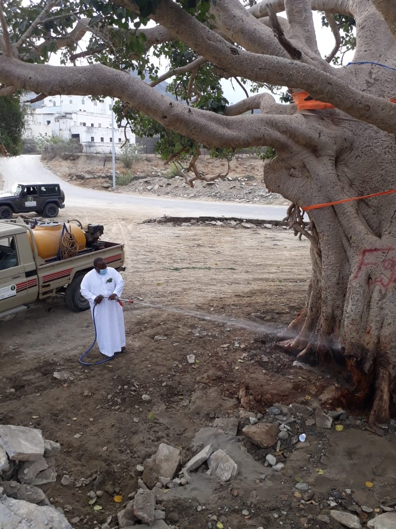 سقوط شجرة التالقة المعمرة بمركز قنا
