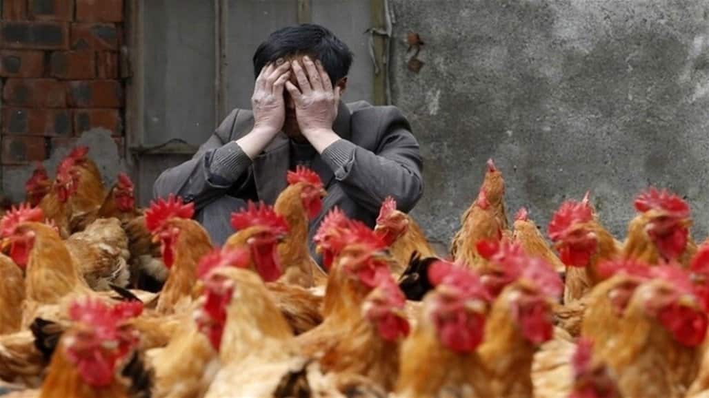 إنفلونزا الطيور في الفلبين : إصابة 1500 طائر بمزرعة واحدة
