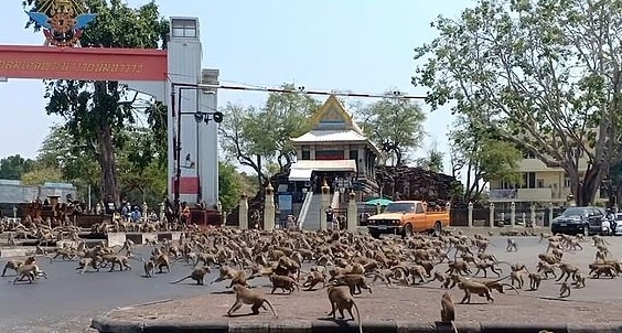 حرب القرود في تايلاند بسبب كورونا والموز.. ما الرابط ؟
