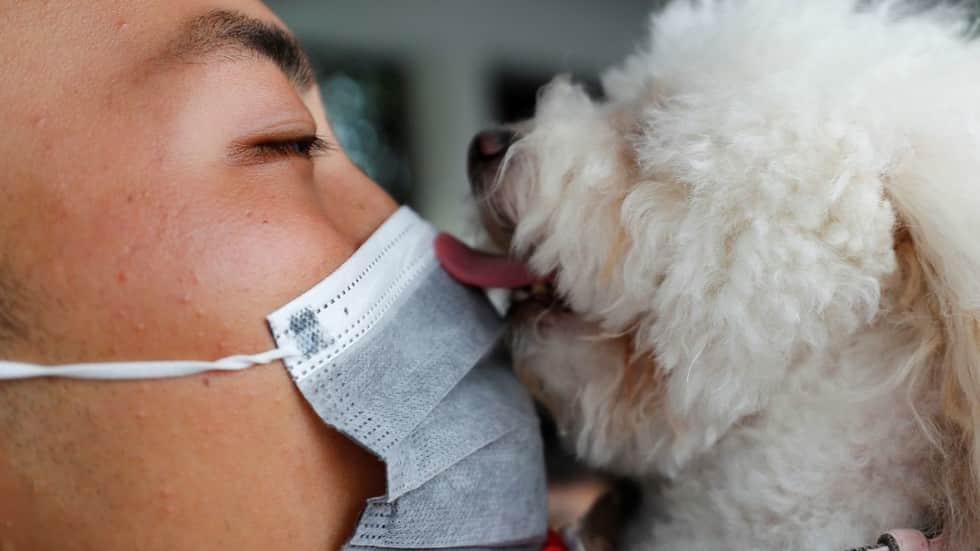 كلب يخضع للحجر الصحي بسبب إصابته بفيروس كورونا