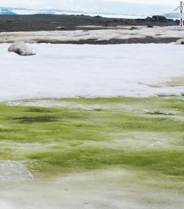 لأول مرة.. الثلوج تتحول إلى الأخضر في القارة القطبية الجنوبية