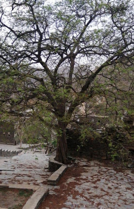 عمرها يزيد على 500 عام.. تركي بن طلال يُوجّه بحماية شجرة الحُمَر في رجال ألمع