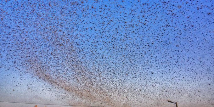 فيديو.. أسراب الجراد الصحراوي Locust تغزو مدينة هندية