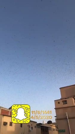 فيديو.. هجوم أسراب من الجراد على مزارع النخيل في الأحساء