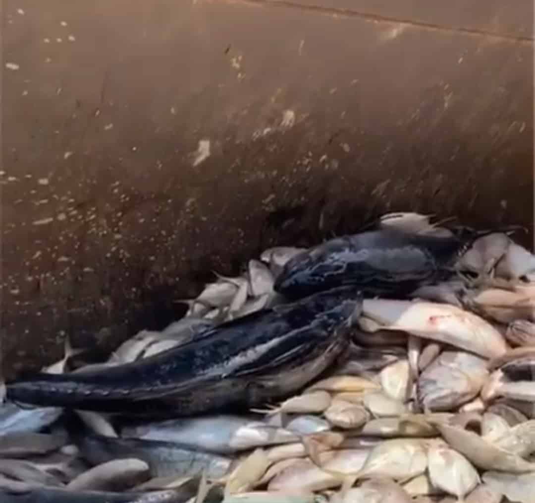 فيديو.. إتلاف 34 طن أسماك فاسدة في جازان