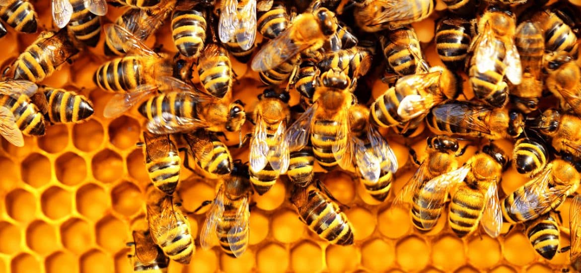 ضوابط تربية النحل في الحجرة والتيسية بمحمية الإمام تركي