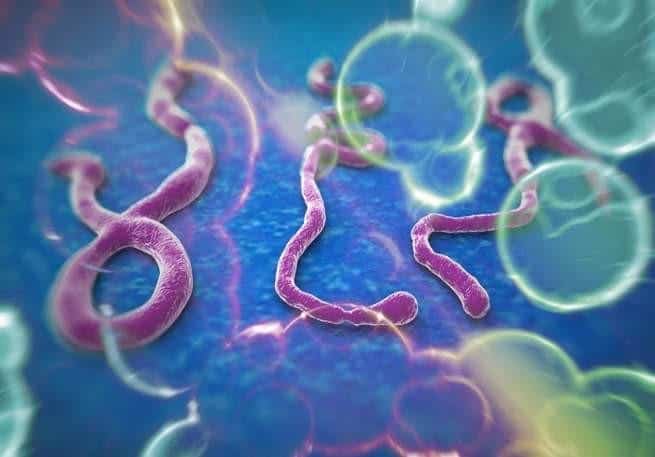 استشاري بمنظمة الصحة يكشف لـ”المواطن” سبب عودة إيبولا القوية في إفريقيا