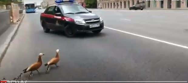 فيديو.. دورية الحرس الوطني الروسي توقف المرور لعبور أسرة البط