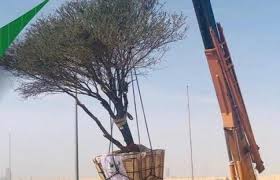 بالفيديو.. نقل شجرة معمرة من مخطط سكني بالرياض